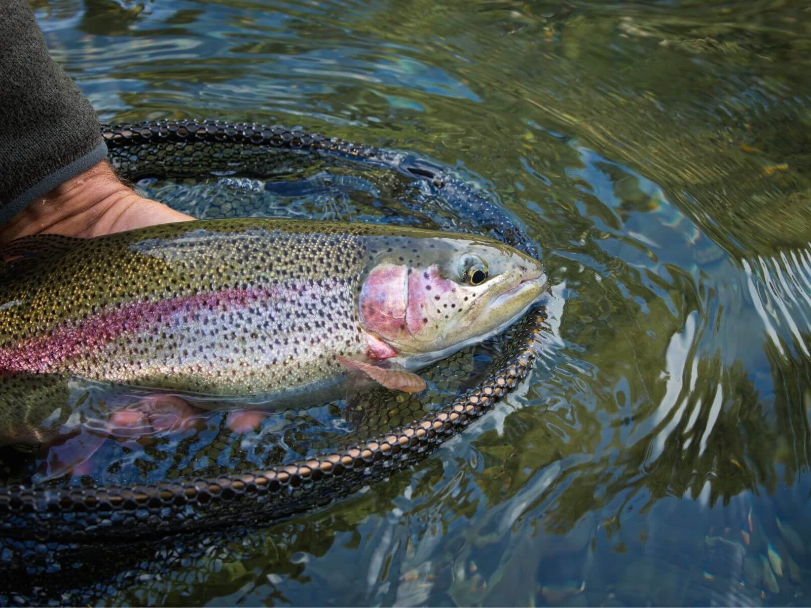 How to Catch Rainbow Trout
