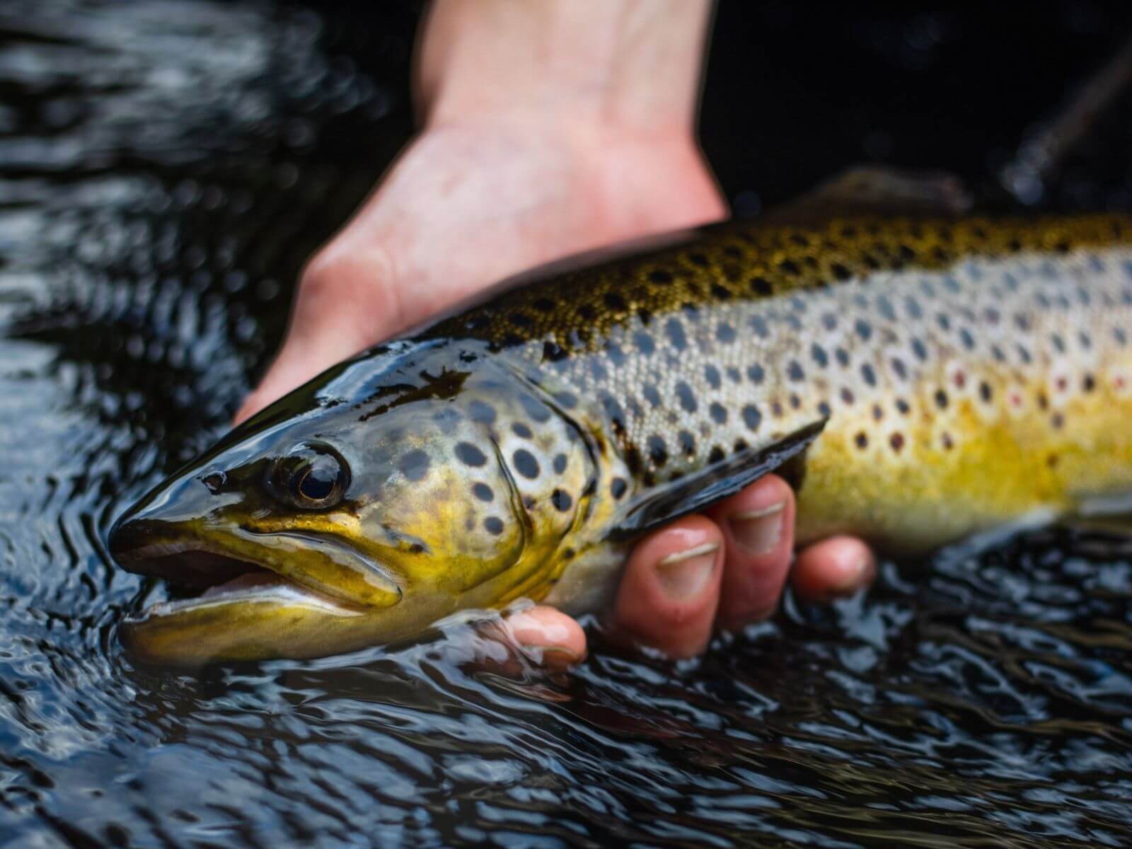 trout fishing for beginners