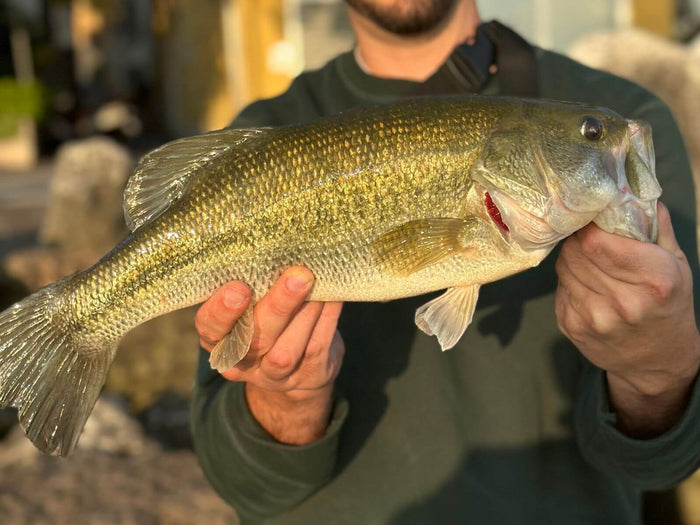 Bass Fishing for Beginners Gear, Rigs & Pro Tips