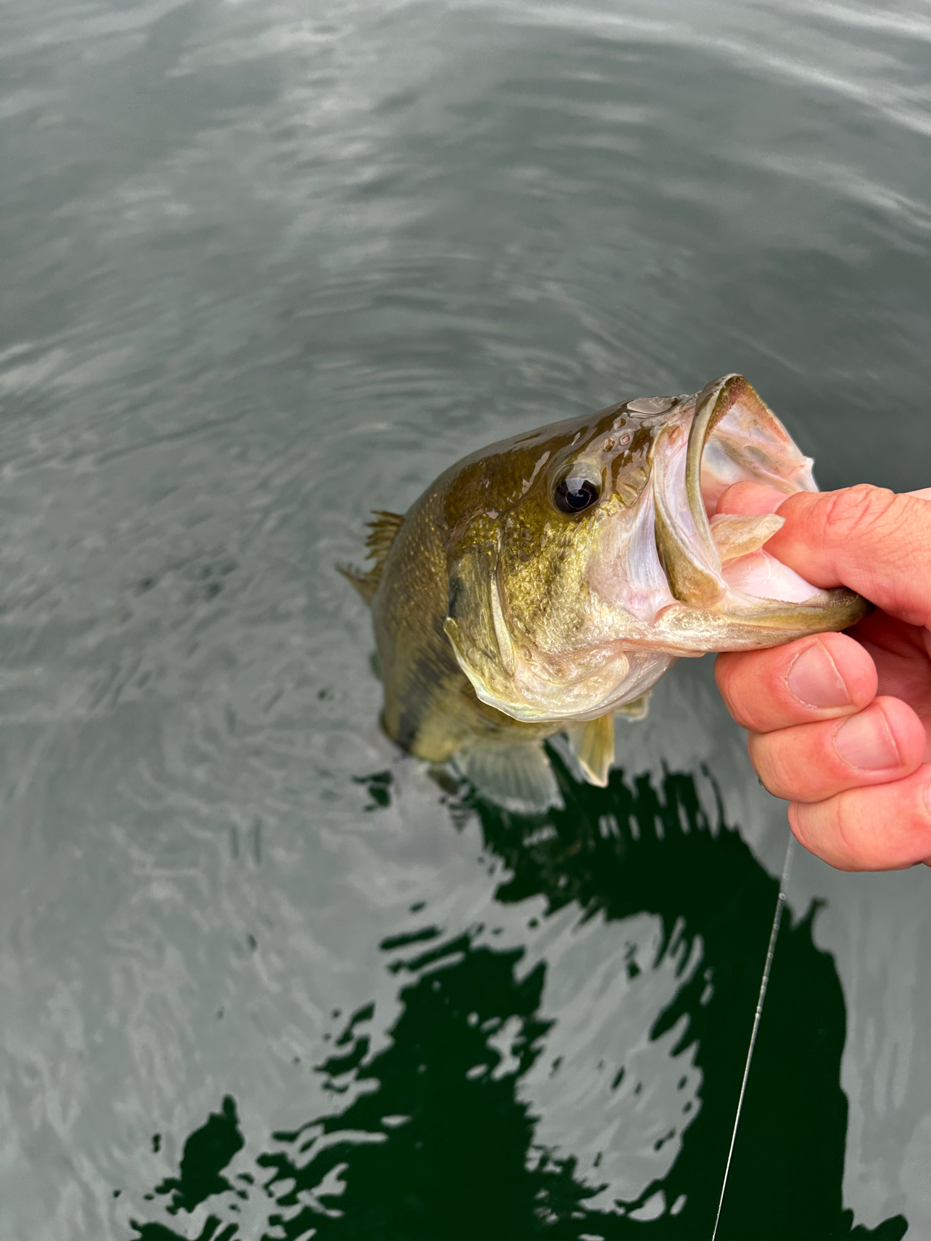 Best Bass Lures 2026 – Top Picks for Every Season and Technique